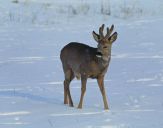 sarna (Capreolus capreolus)