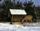 sarna (Capreolus capreolus)