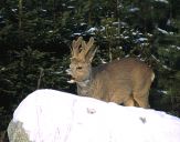 sarna (Capreolus capreolus)