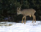 sarna (Capreolus capreolus)