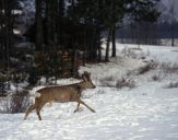 sarna (Capreolus capreolus)