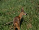 sarna (Capreolus capreolus)