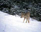 sarna (Capreolus capreolus)