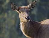 Jeleń europejski (Cervus elaphus) 