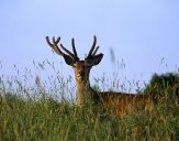 Jeleń europejski (Cervus elaphus) 