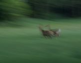 Jeleń europejski (Cervus elaphus) 