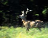 Jeleń europejski (Cervus elaphus) 