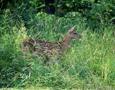 Jeleń europejski (Cervus elaphus) 