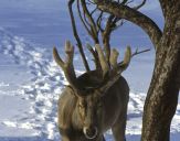 Pere david deer