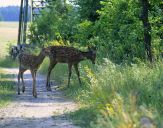 Jeleń europejski (Cervus elaphus) 