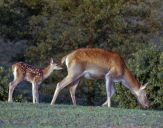 Jeleń europejski (Cervus elaphus) 