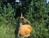 Jeleń europejski (Cervus elaphus) 