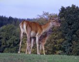 Jeleń europejski (Cervus elaphus) 