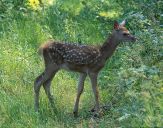 Jeleń europejski (Cervus elaphus) 