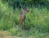 Jeleń europejski (Cervus elaphus) 