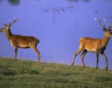 Jeleń europejski (Cervus elaphus)