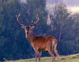 Jeleń europejski (Cervus elaphus)