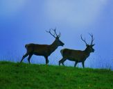 Jeleń europejski (Cervus elaphus)