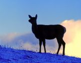 Jeleń europejski (Cervus elaphus)