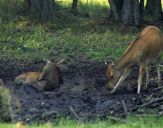 Jeleń europejski (Cervus elaphus)