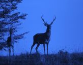 Jeleń europejski (Cervus elaphus)