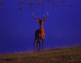 Jeleń europejski (Cervus elaphus)