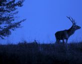 Jeleń europejski (Cervus elaphus)