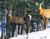 Jeleń europejski (Cervus elaphus)