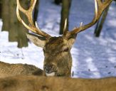 Jeleń europejski (Cervus elaphus)