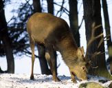 Jeleń europejski (Cervus elaphus)