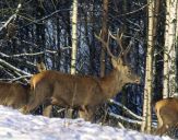 Jeleń europejski (Cervus elaphus)