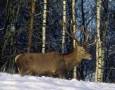 Jeleń europejski (Cervus elaphus)