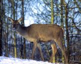 Jeleń europejski (Cervus elaphus)