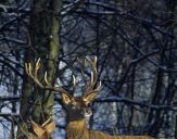 Jeleń europejski (Cervus elaphus)