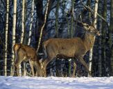 Jeleń europejski (Cervus elaphus)