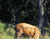 Jeleń europejski (Cervus elaphus)