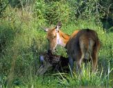 Jeleń europejski (Cervus elaphus)