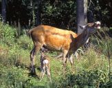 Jeleń europejski (Cervus elaphus)