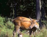 Jeleń europejski (Cervus elaphus)