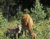 Jeleń europejski (Cervus elaphus)