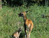 Jeleń europejski (Cervus elaphus)