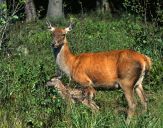 Jeleń europejski (Cervus elaphus)