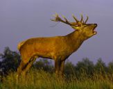 Jeleń europejski (Cervus elaphus)