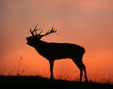 Jeleń europejski (Cervus elaphus)