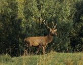 Jeleń europejski (Cervus elaphus)