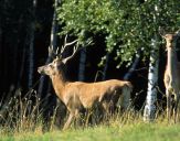 Jeleń europejski (Cervus elaphus)