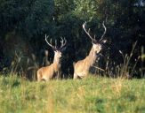 Jeleń europejski (Cervus elaphus)