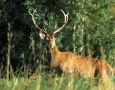 Jeleń europejski (Cervus elaphus)