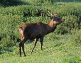 Jeleń europejski (Cervus elaphus)