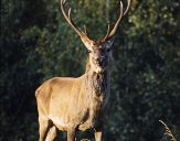 Jeleń europejski (Cervus elaphus)